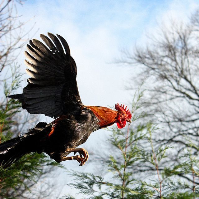 BOSSLOT138 Sabung Ayam Online Jadwal Live dan Highlight Laga