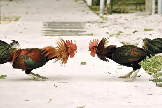 Garwa4D Arena Juara: Pertarungan Ayam Modern dengan Statistik Petarung dan Kompetisi Online Terbuka